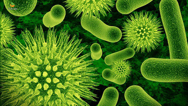 Virus, vi khuẩn là nguyên nhân gây nhiệt miệng