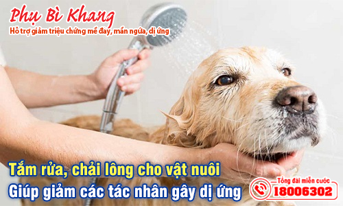 tắm rửa cho vật nuôi giúp giảm dị ứng mạt bụi nhà
