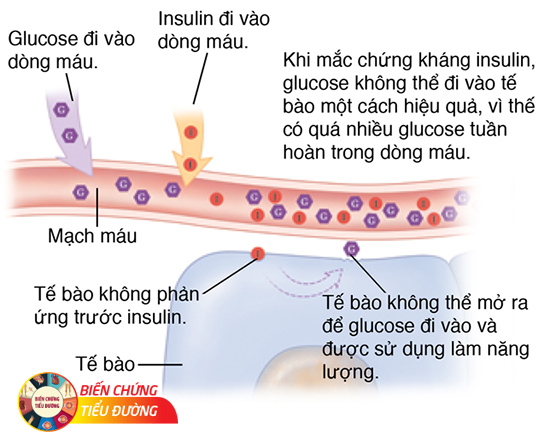 Glucose không vào được trong tế bào sẽ gây ra bệnh đái tháo đường