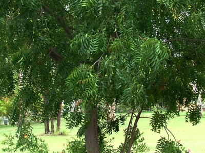 cây neem