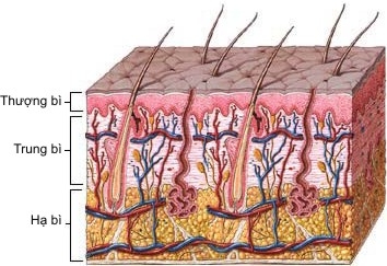 Mô hình cấu tạo da