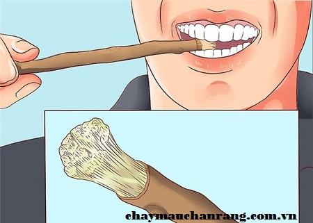 Cây gỗ nhai của người cổ đại ngừa đau răng