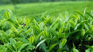 Lá trà xanh giúp cải thiện bệnh chàm