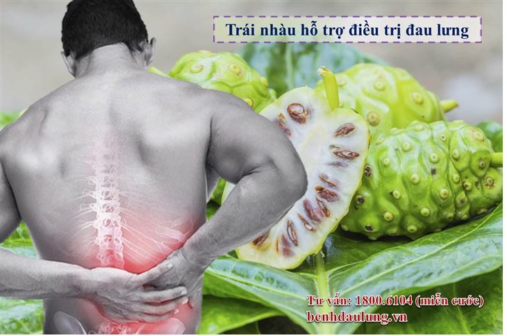 Nhiều người chọn trái nhàu hỗ trợ điều trị đau lưng