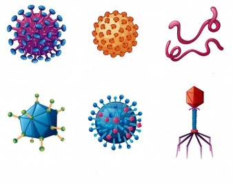 Hình ảnh virus gây bệnh thủy đậu