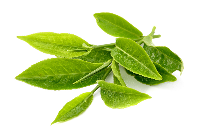 Lá trà xanh có tác dụng cải thiện tình trạng ngứa da do chàm bội nhiễm