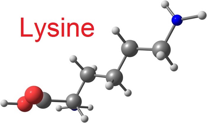 Lysine là một axit amin thiết yếu