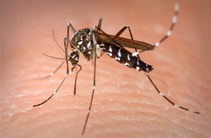   Muỗi vằn – Tác nhân truyền bệnh sốt xuất huyết