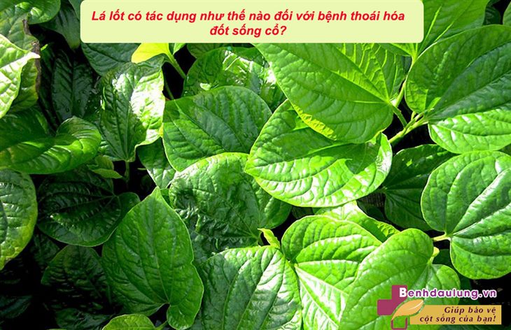 la-lot-co-tac-dung-nhu-the-nao-doi-voi-benh-thoai-hoa-dot-song-co