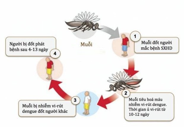    Muỗi là tác nhân truyền bệnh sốt xuất huyết