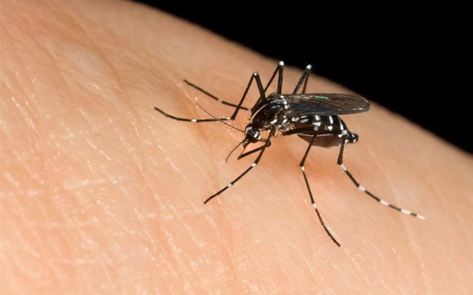    Muỗi là tác nhân truyền nhiễm dịch sốt xuất huyết
