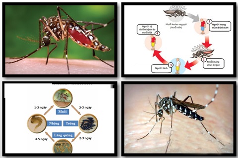   Muỗi là tác nhân truyền nhiễm bệnh sốt xuất huyết cho con người