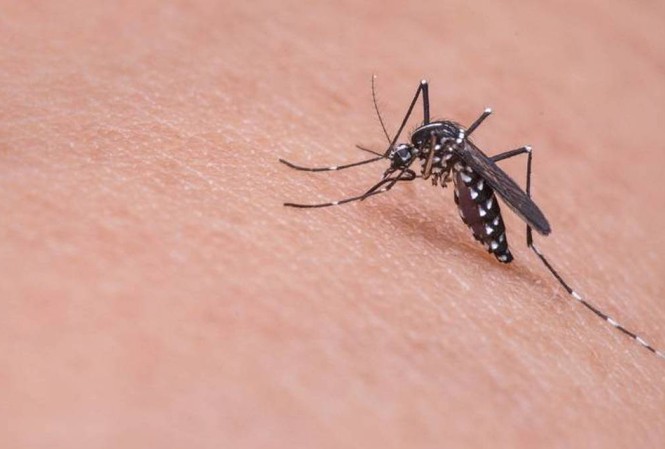 Virus gây bệnh sốt xuất huyết được lây truyền qua muỗi