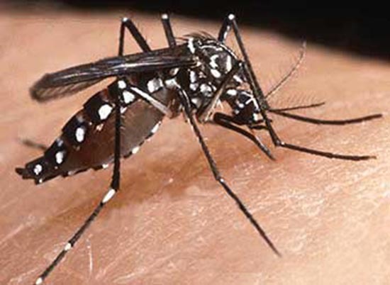   Muỗi cái Aedes aegypti là tác nhân truyền bệnh sốt xuất huyết