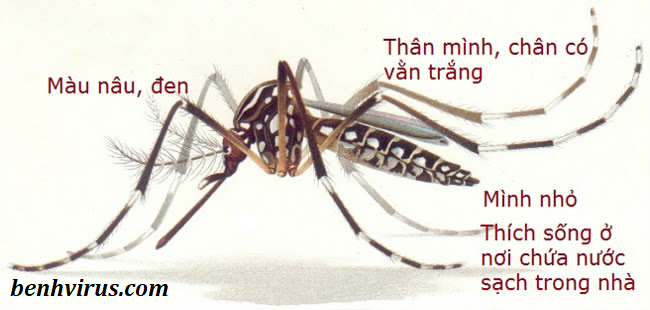   Muỗi vằn là tác nhân truyền bệnh sốt xuất huyết