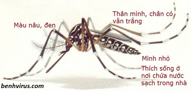    Muỗi vằn – tác nhân truyền bệnh sốt xuất huyết