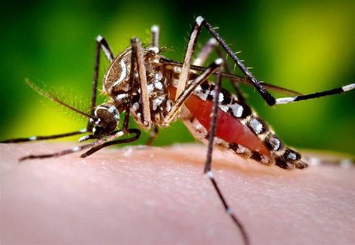 Muỗi vằn là tác nhân lây truyền bệnh sốt xuất huyết