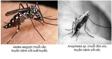    Hình ảnh muỗi gây bệnh sốt xuất huyết và sốt rét