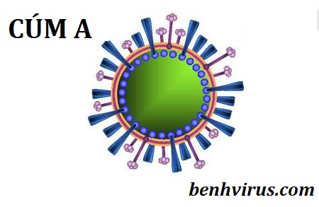   Hình ảnh virus gây bệnh cúm A