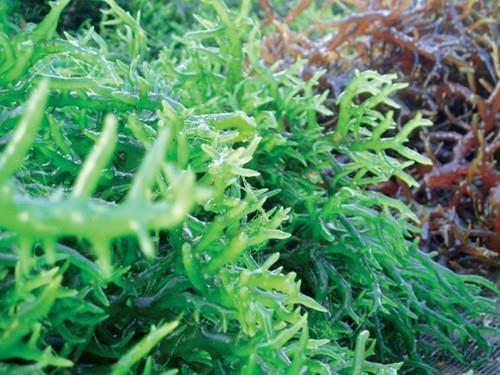 Hải tảo – thành phần chính trong sản phẩm Ích Giáp Vương giúp thu nhỏ kích thước bướu cổ