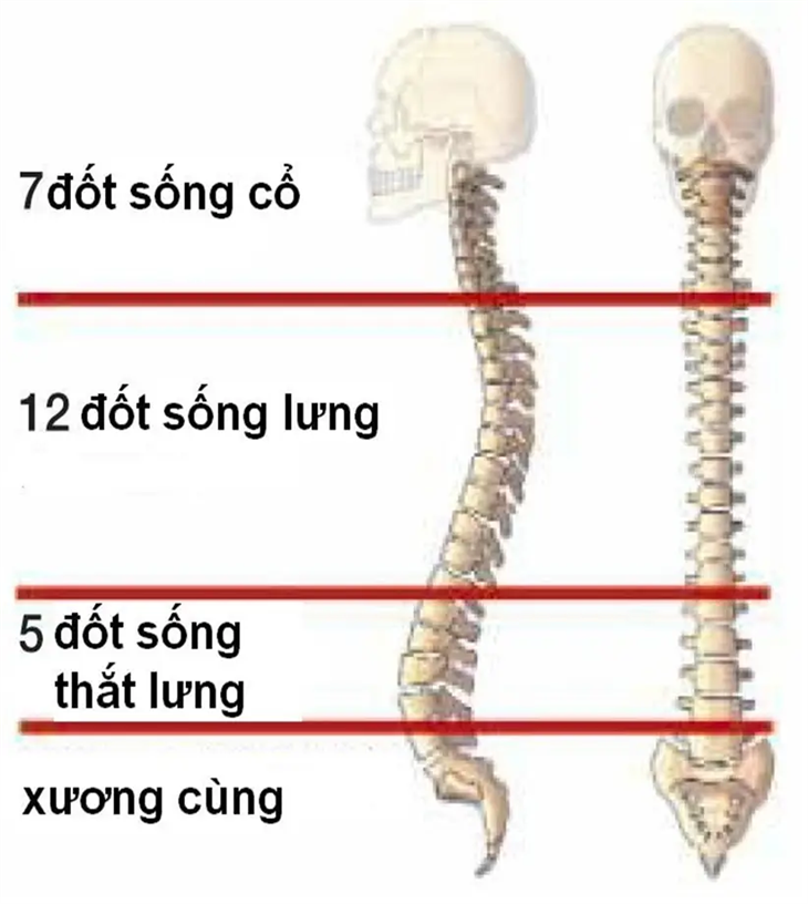 vi-tri-12-dot-song-lung