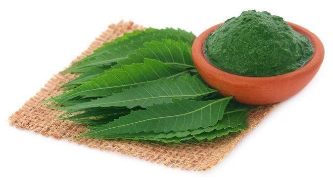 Dịch chiết neem có tác dụng kháng khuẩn, chống viêm rất tốt