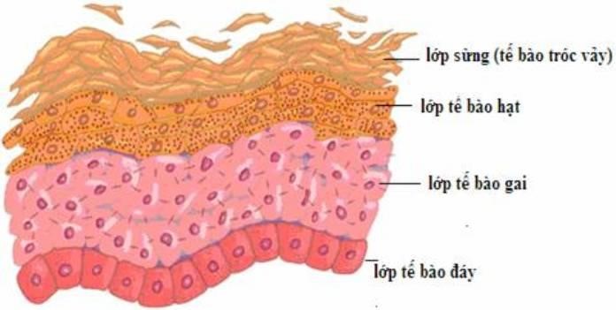 Các tế bào da bong tróc nhiều khi mắc bệnh vảy nến