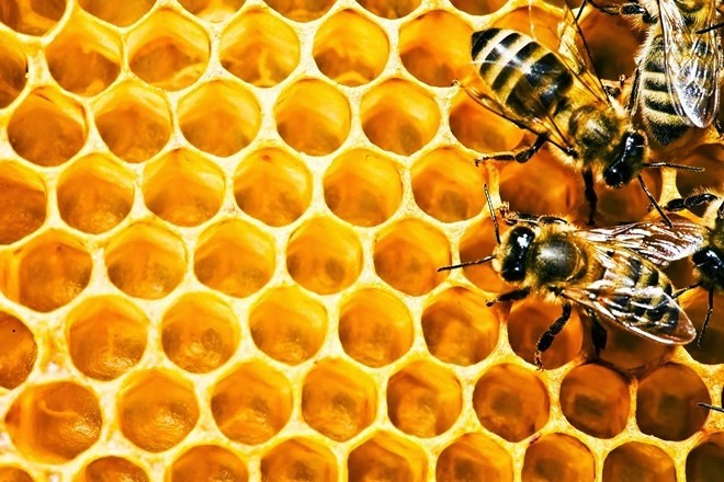 Keo ong là thành phần của Linh Tự Đan giúp kháng khuẩn, chống viêm