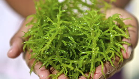 Hải tảo giúp cải thiện tình trạng suy giáp hiệu quả
