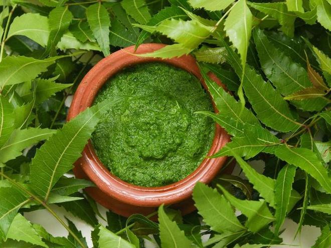  Dịch chiết neem có tác dụng chống viêm, kháng khuẩn rất tốt trong điều trị mụn bọc