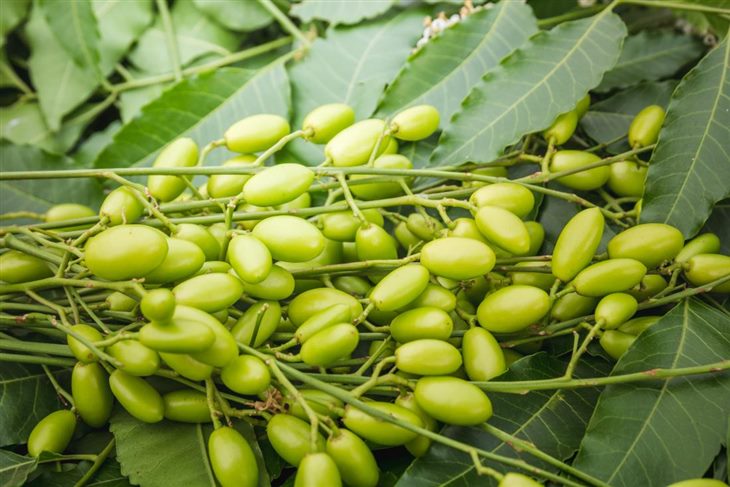 Dịch chiết neem có tác dụng chống viêm, kháng khuẩn rất tốt