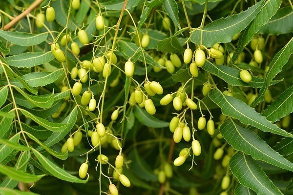   Sản phẩm chứa dịch chiết neem hỗ trợ cải thiện mụn và vết thâm hiệu quả