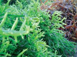 Hải tảo giúp điều hòa hệ thống miễn dịch và nồng độ hormone tuyến giáp