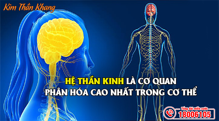 Hệ thần kinh là cơ quan phân hóa cao nhất trong cơ thể