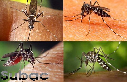 Muỗi vằn là tác nhân truyền bệnh sốt xuất huyết