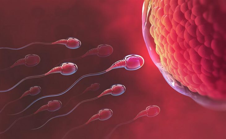 Chất lượng trứng và tinh trùng đóng vai trò quan trọng khi làm IVF