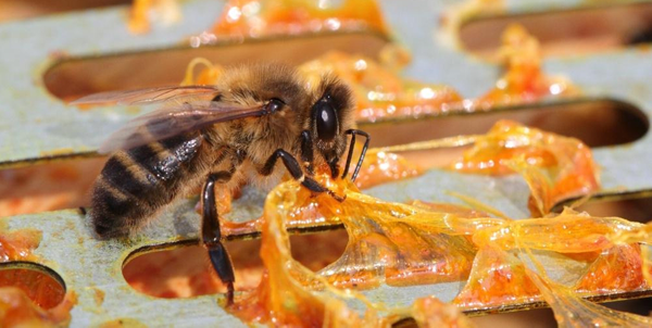Keo ong là thành phần của Linh Tự Đan giúp kháng khuẩn, chống viêm