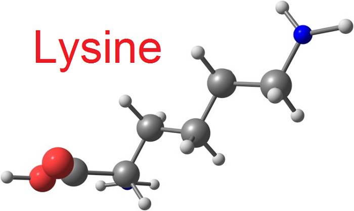 L-Lysine có khả năng ức chế sự sản sinh của virus