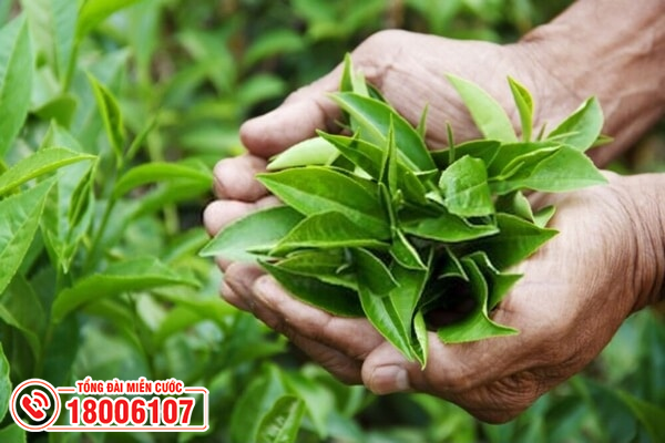 Lá trà xanh có tác dụng tốt với bệnh u xơ tử cung