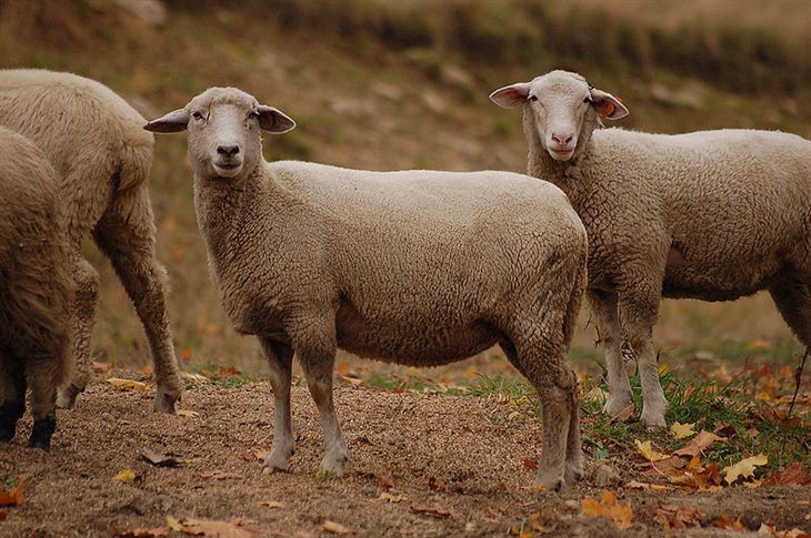 Nhau thai cừu được xếp vào nhóm hoạt chất giúp hỗ trợ tăng cường sức khỏe