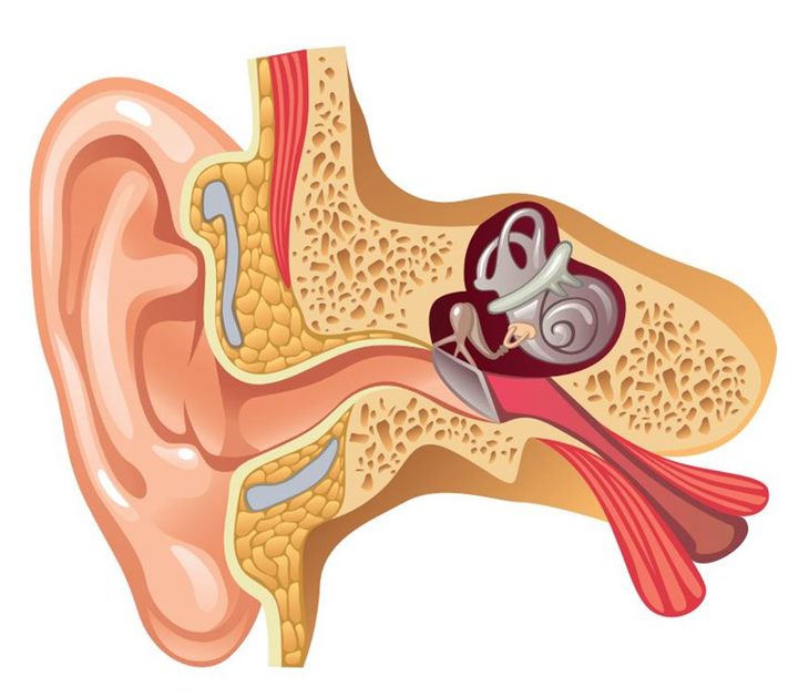 Xơ cứng tai gây ù tai, có tiếng bíp trong tai