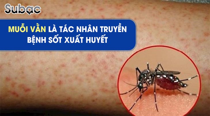 Muỗi vằn là tác nhân truyền bệnh sốt xuất huyết