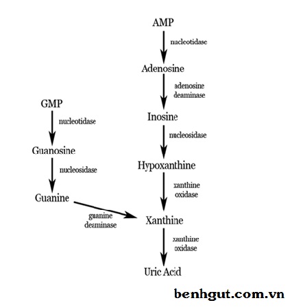 mối liên quan giữa chuyển hóa acid uric và bệnh gút