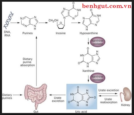 Giảm acid uric - giúp ngăn ngừa tái phát cơn đau gút!