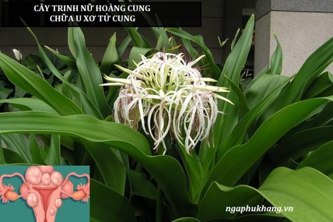 Cây trinh nữ hoàng cung chữa u xơ tử cung – Giải pháp hay được nhiều chị em lựa chọn