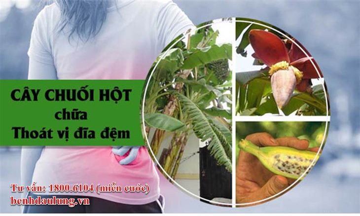 Dân gian dùng cây chuối hột chữa thoát vị đĩa đệm như thế nào?