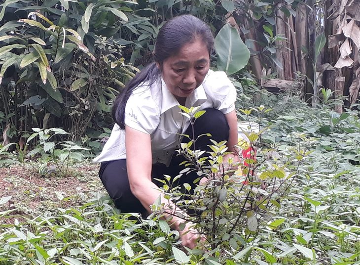 Đau nhức lưng do gai cột sống, cô Trần Thị Tuyết đã hồi phục nhờ Cốt Thoái Vương (SDT: 0392669745)