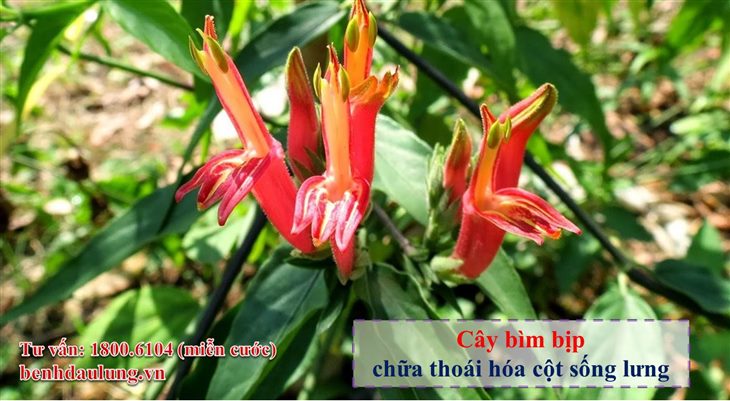 Cây bìm bịp – Cách chữa thoái hóa cột sống lưng không phải ai cũng biết