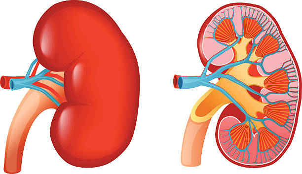 Bệnh viêm cầu thận có thể dẫn đến suy thận không? Chuyên gia Nguyễn Đình Bách giải đáp