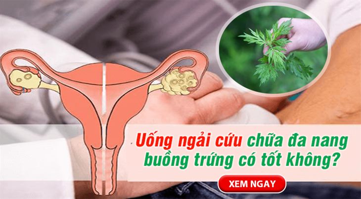 Uống ngải cứu chữa đa nang buồng trứng có tốt không? Xem ngay câu trả lời TẠI ĐÂY